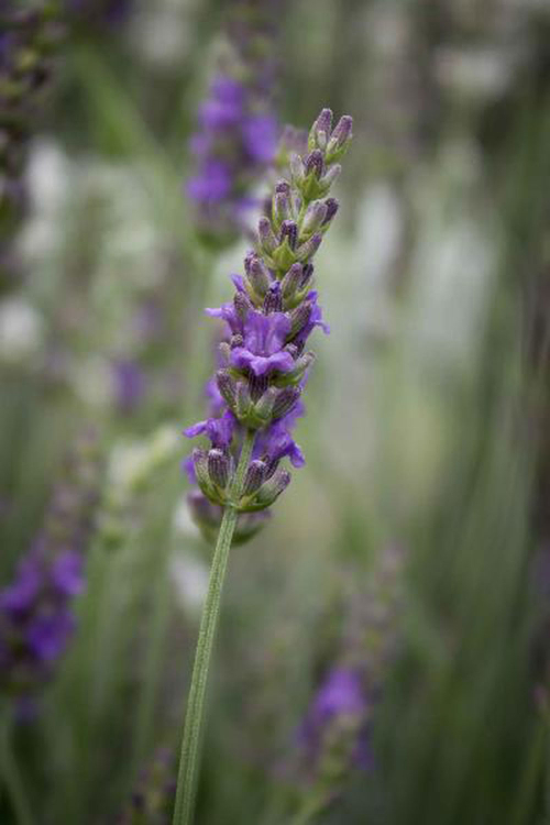 Bild zu Lavendel
