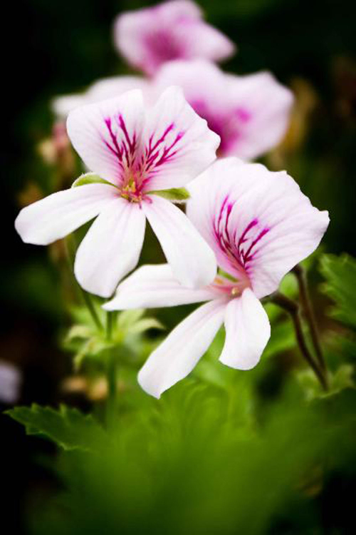 Bild zu Wildpelargonie