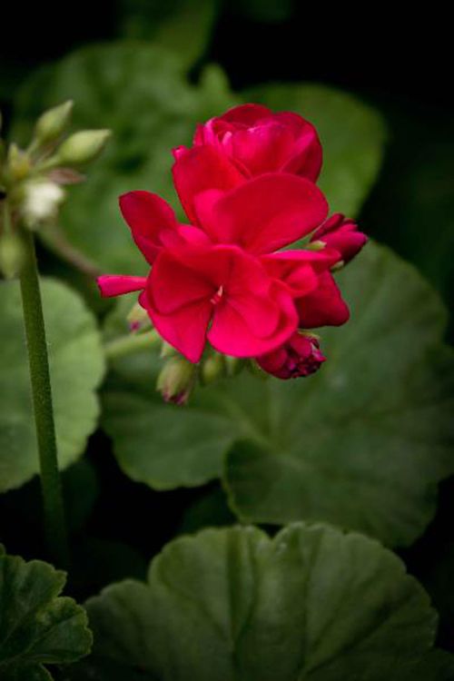 Bild zu Dwarf-Pelargonie