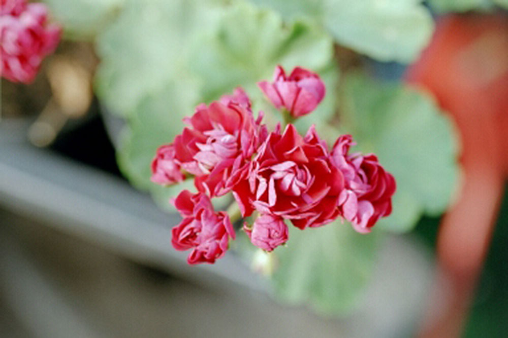 Bild zu Zonal-Pelargonie