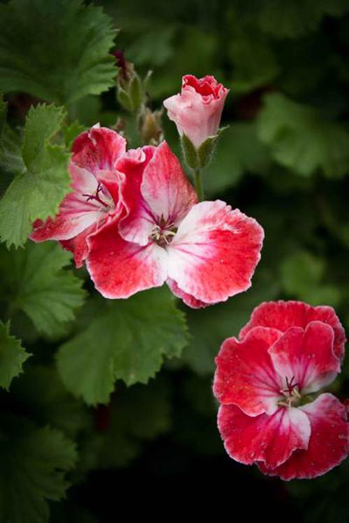 Bild zu Zonal-Pelargonie