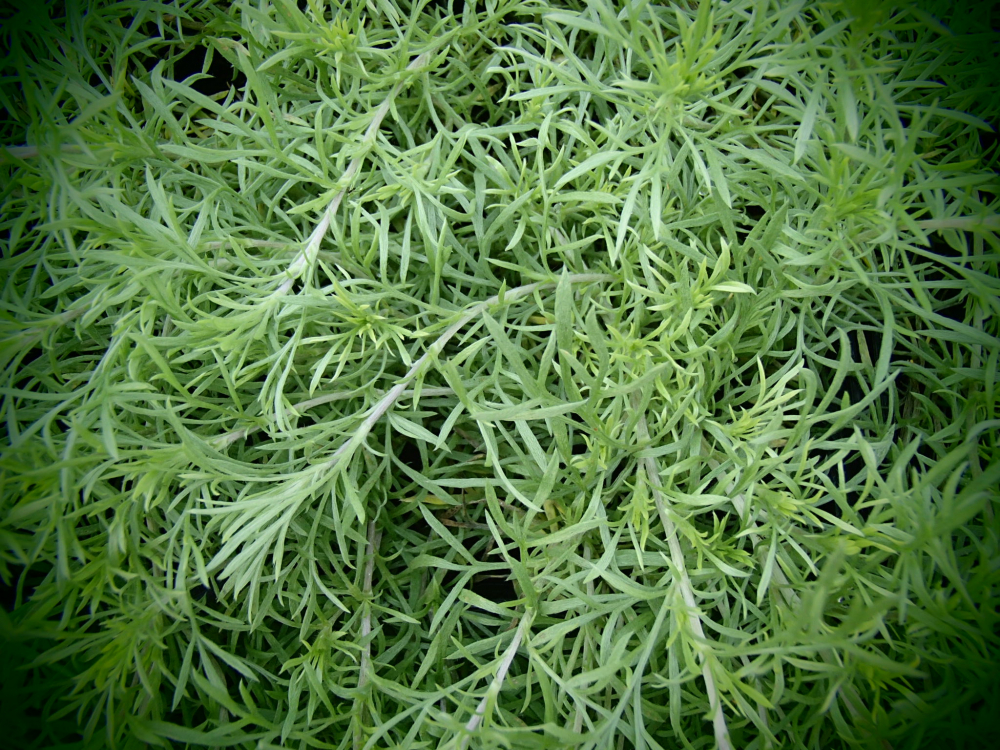 8522 / Artemisia glacialis