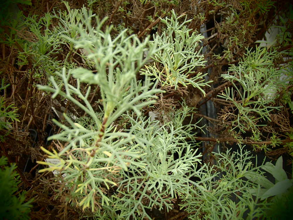 8549 / Artemisia molinieri