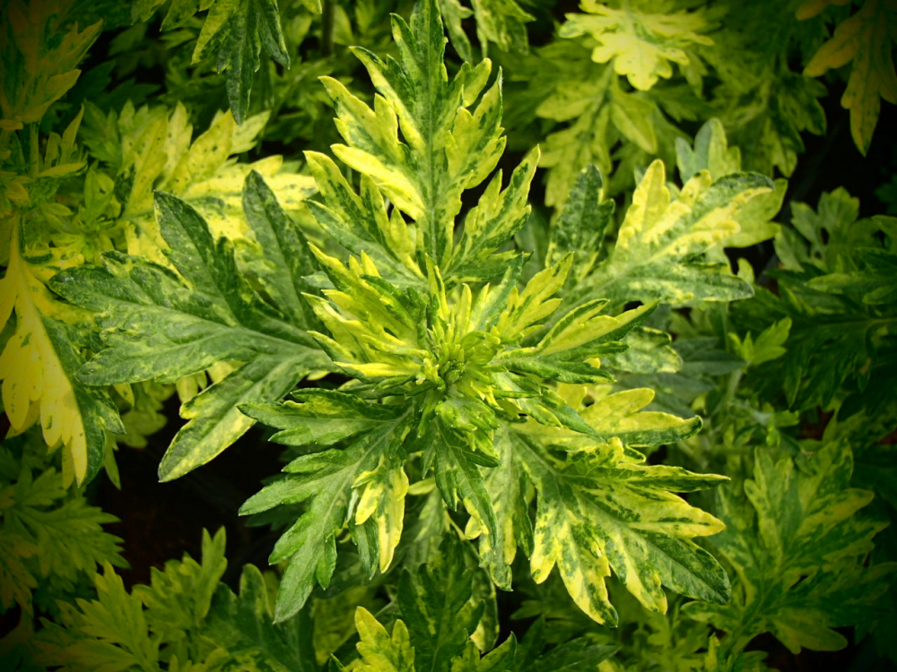 8581 / Artemisia vulgaris 'Oriental Limelight'