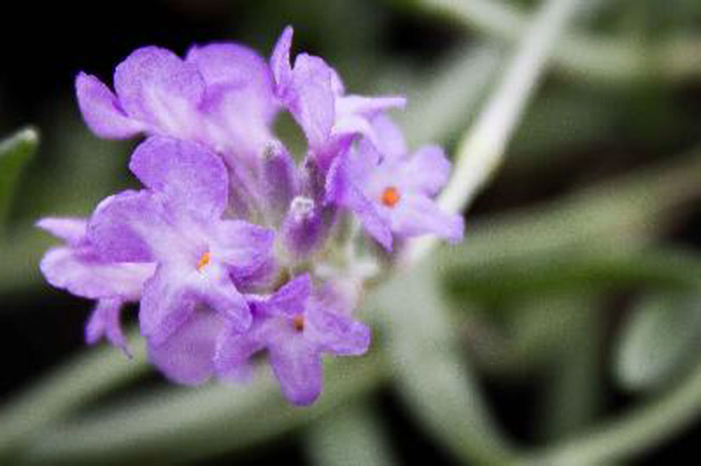 Bild zu Lavendel