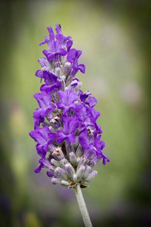 Bild zu Wolliger Lavendel