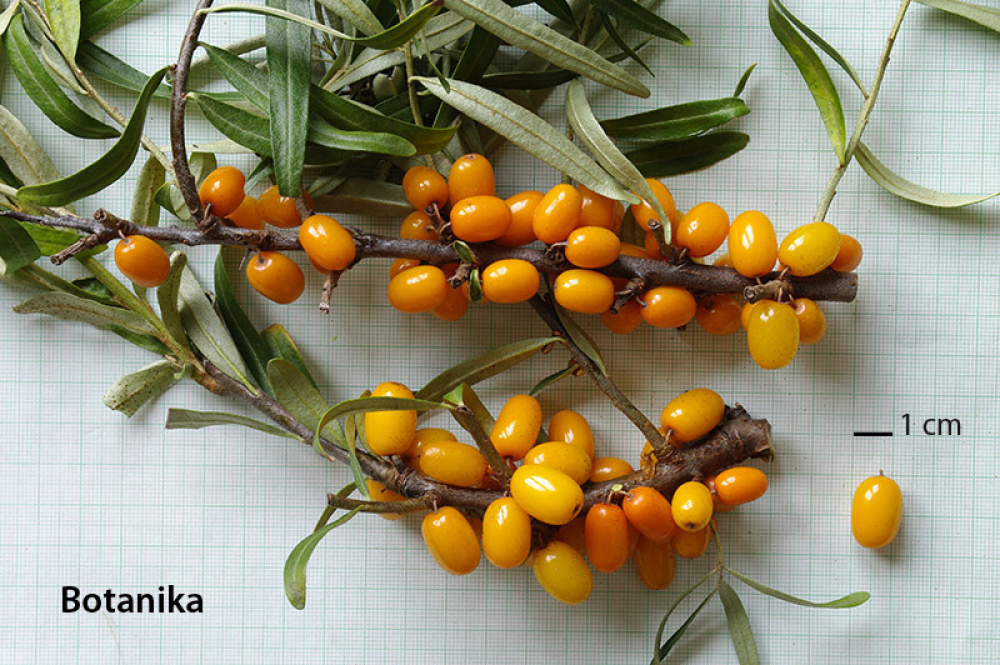 15523 / Hippophae rhamnoides 'Botanika'