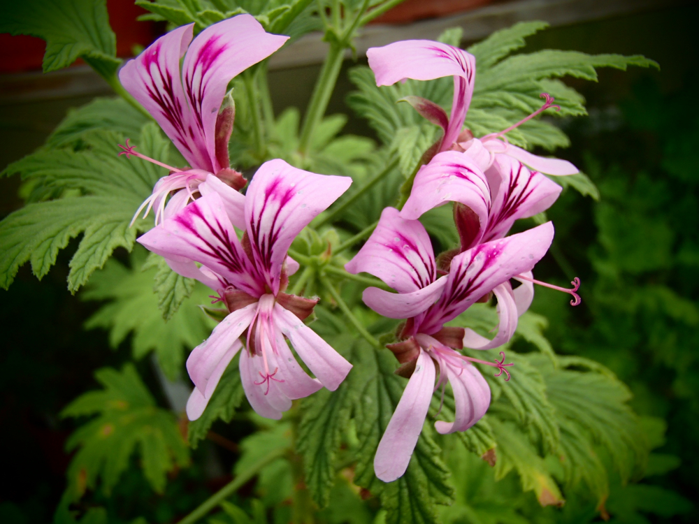 Bild zu Duftpelargonie