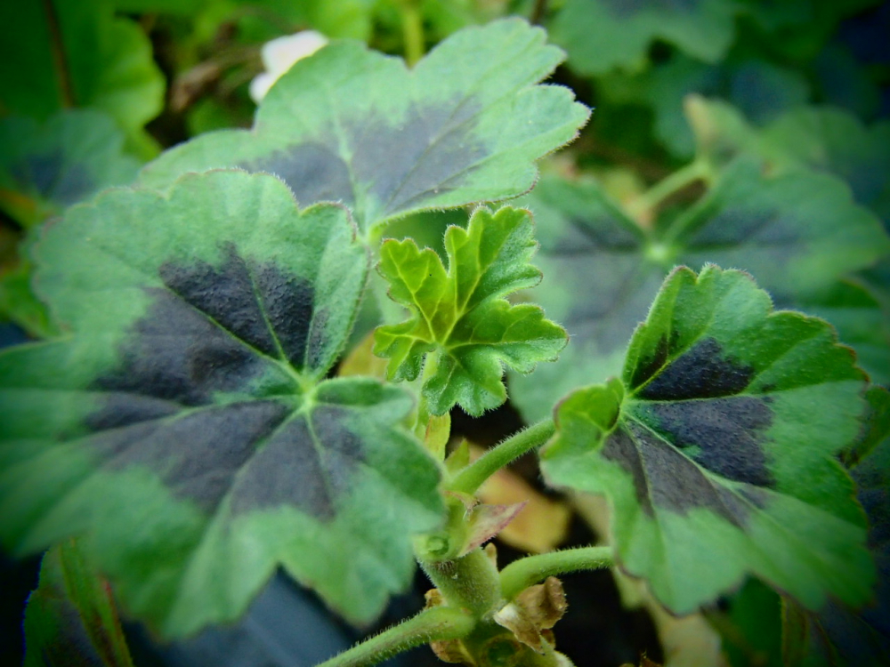 G292-3 / Pelargonium The Boar