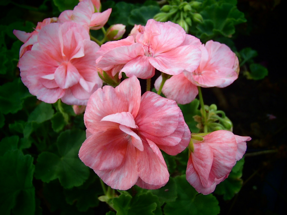 Bild zu Zonal-Pelargonie