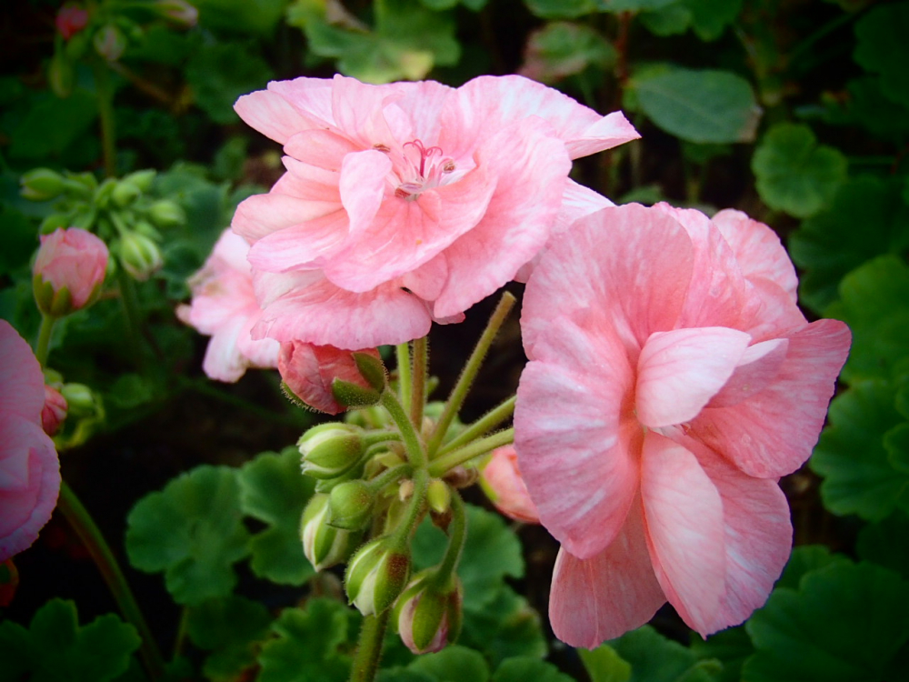 G299-2 / Pelargonium Janet Hoffmann