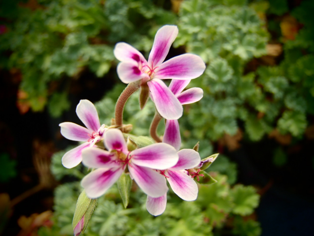 Bild zu Zonal-Pelargonie