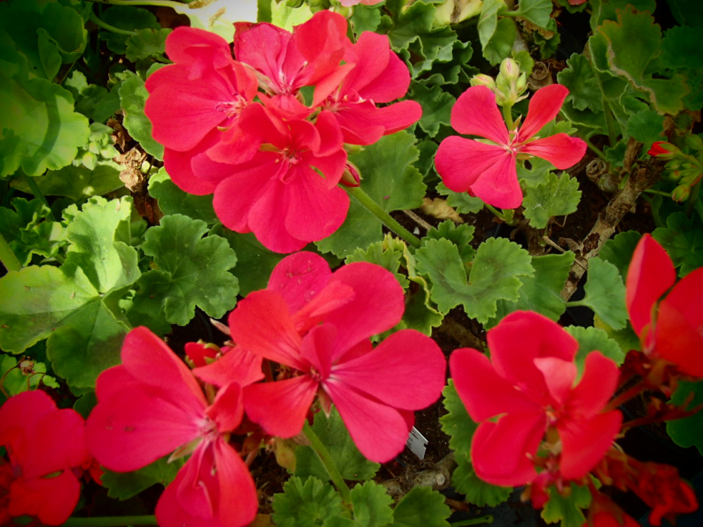 Bild zu Zonal-Pelargonie