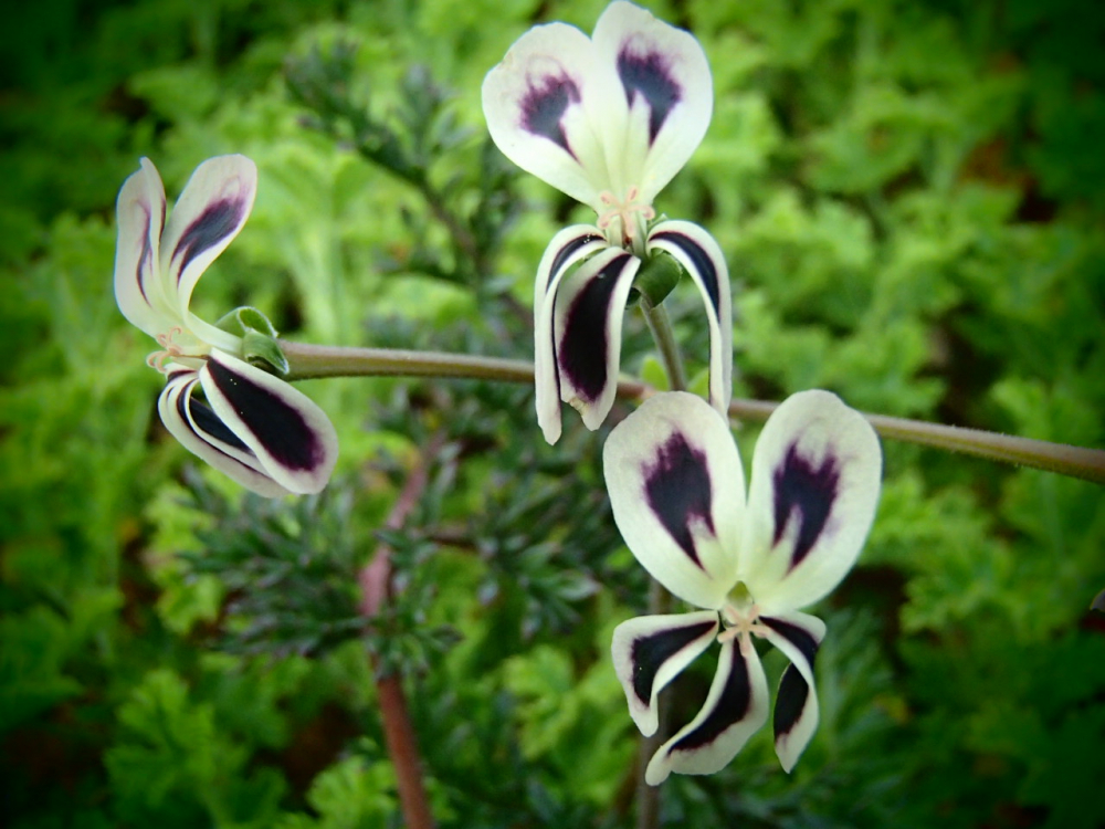 Bild zu Pelargonie