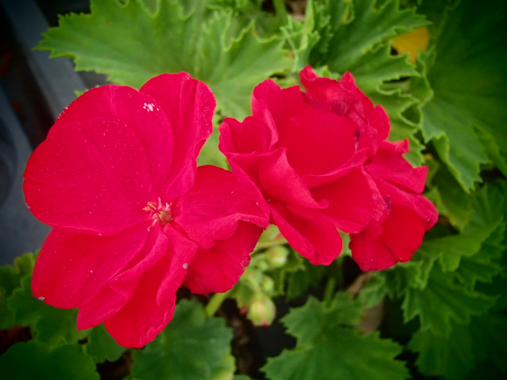 Bild zu Zonal-Pelargonie