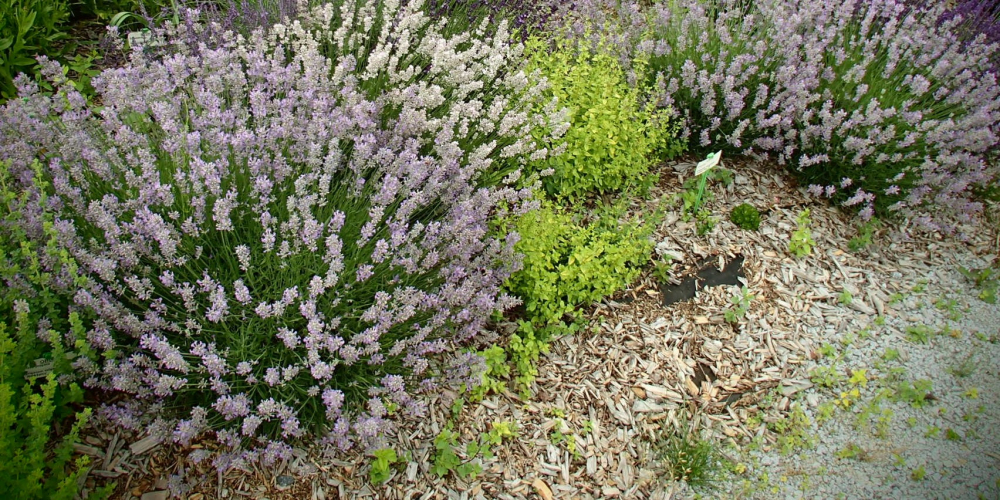 Bild zu Lavendel