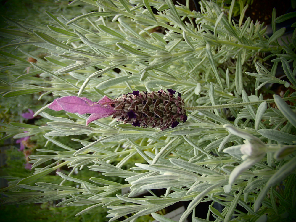LA173 / Lavendula stoechas 'Anouschka'