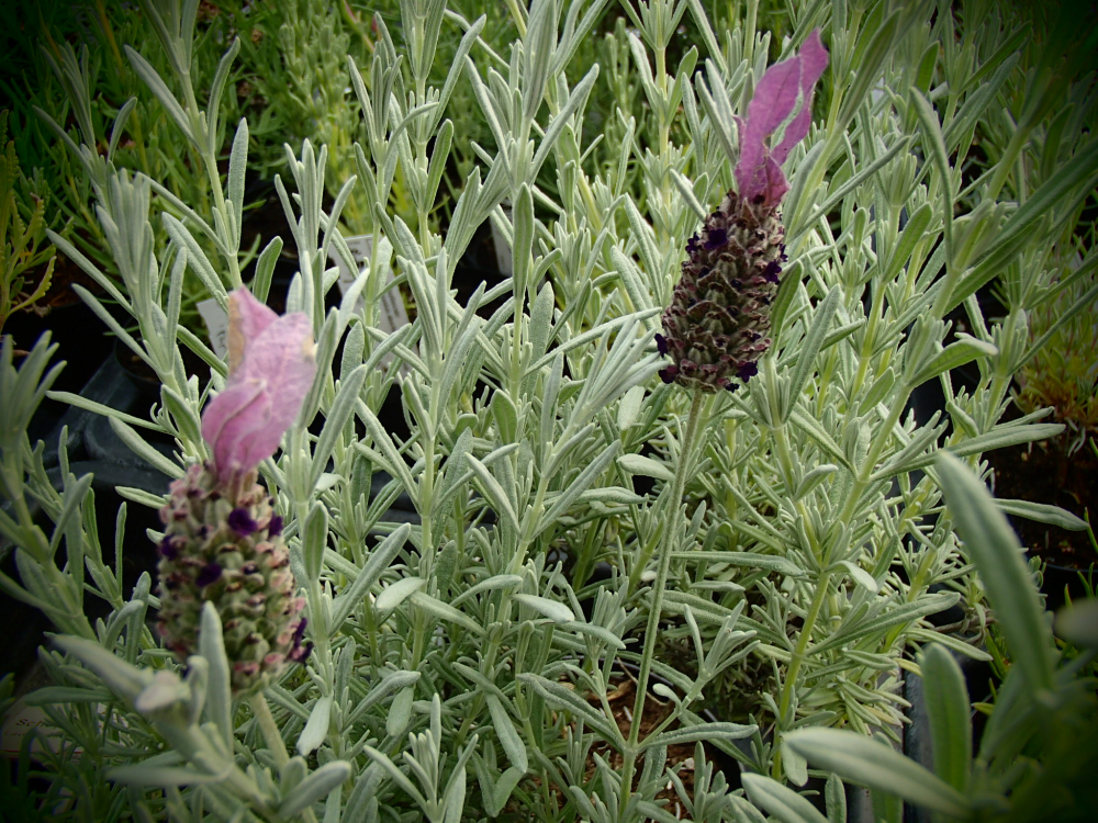 LA173 / Lavendula stoechas 'Anouschka'