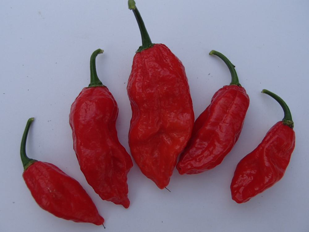 Bild zu Habanero Red