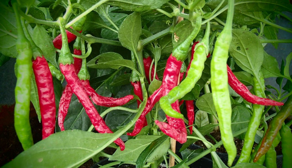 Bild zu Cayenne