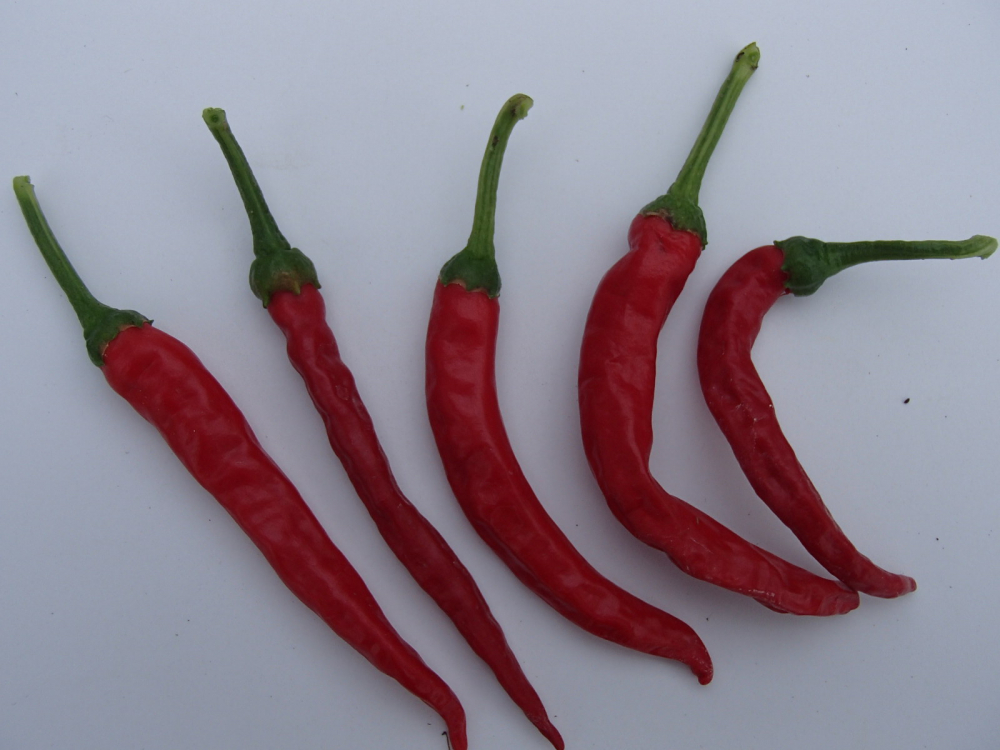 P3050 / Cayenne