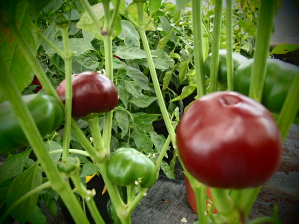 P3060 / Chocolate Cherry