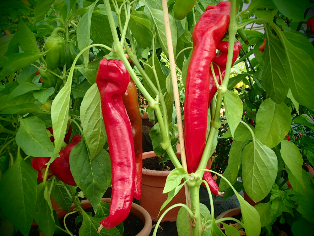 Bild zu Rotes Ziegenhorn - Corno di Toro Red