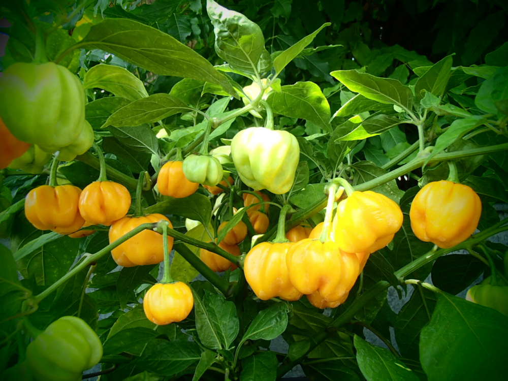 Bild zu Habanero Gold