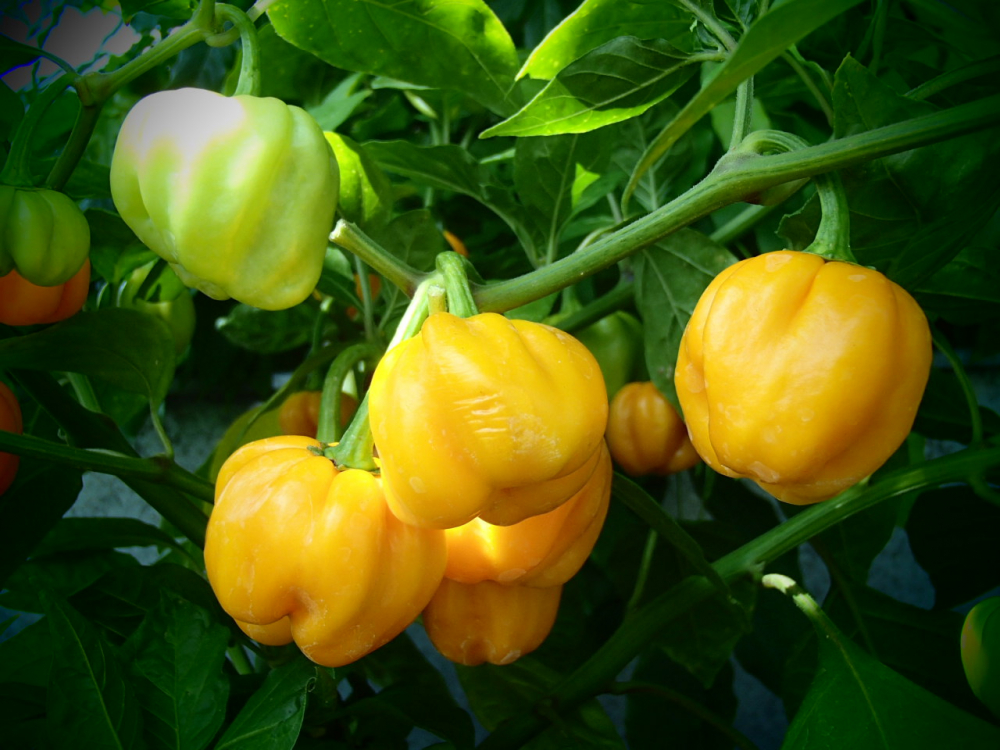 P3127 / Habanero Gold