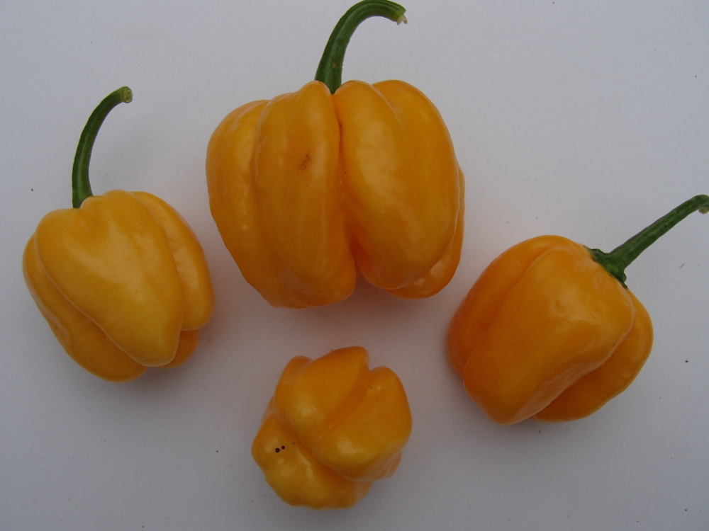 P3127 / Habanero Gold