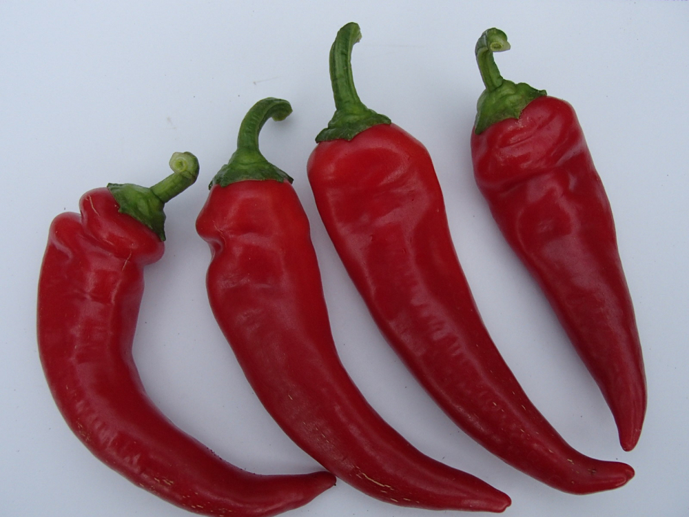 Bild zu Hungarian Hot Wax