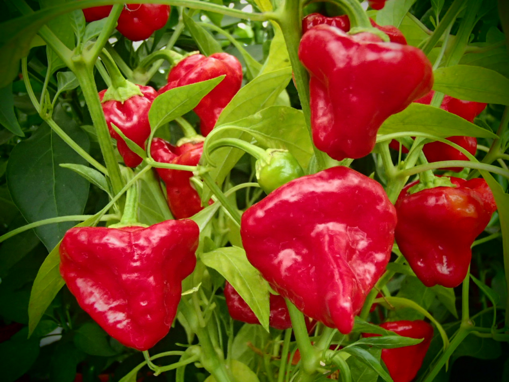 P3142 / Jamaican Hot Red