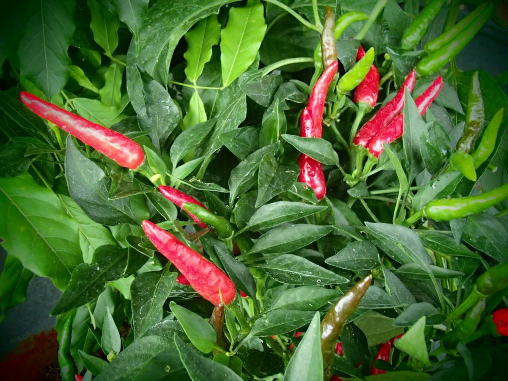 P3144 / Indian P - C1