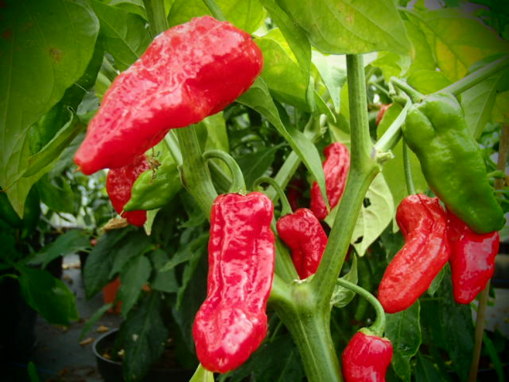 P3206 / Naga Morich