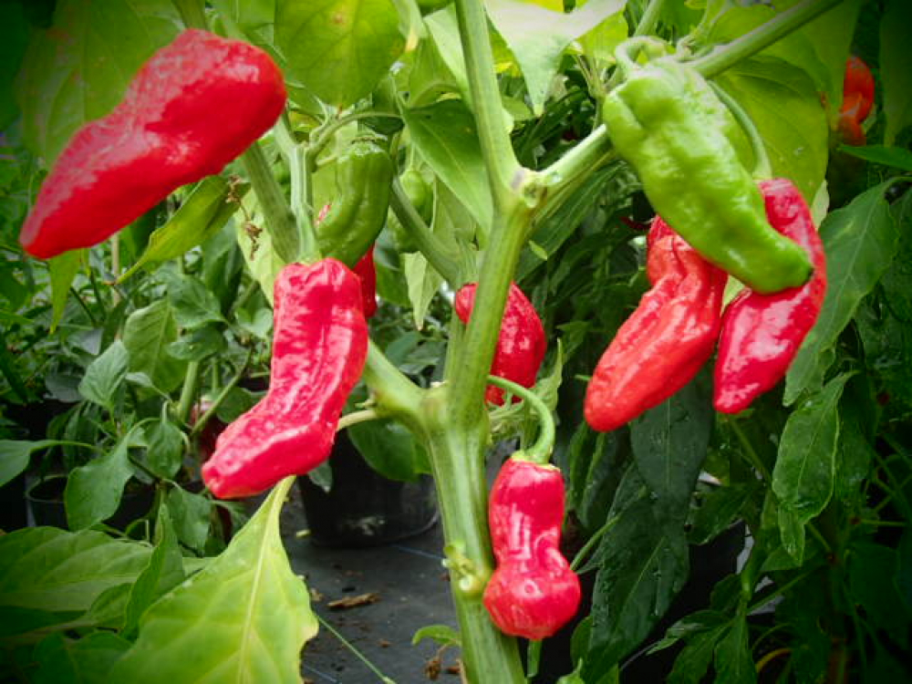 P3206 / Naga Morich