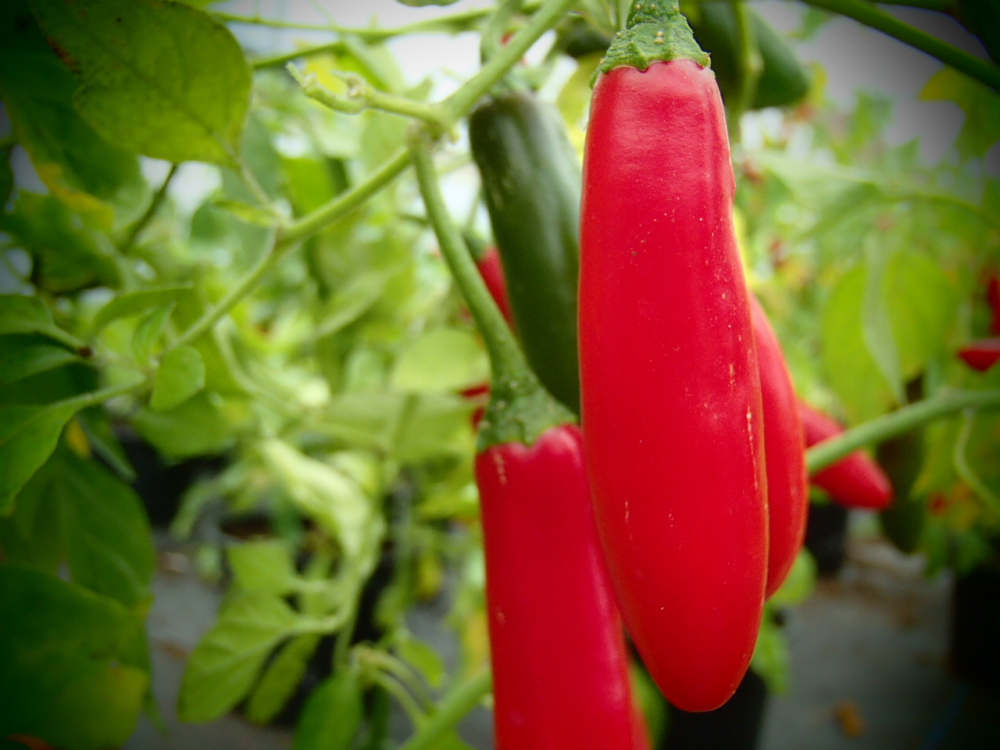Bild zu Serrano