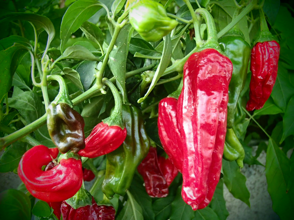 P3272 / Shishiton (Lion Pepper)