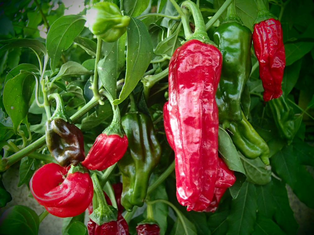 Bild zu Shishiton (Lion Pepper)