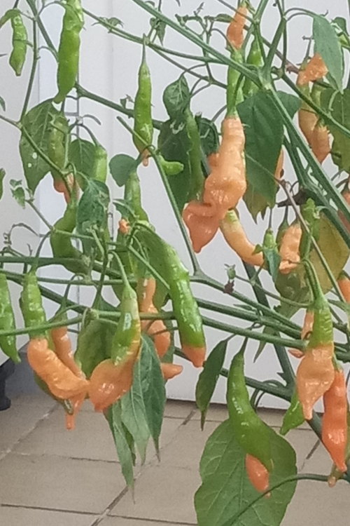 P3277 / Sugar Rush Peach