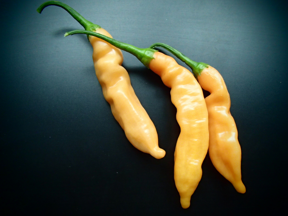 P3277 / Sugar Rush Peach