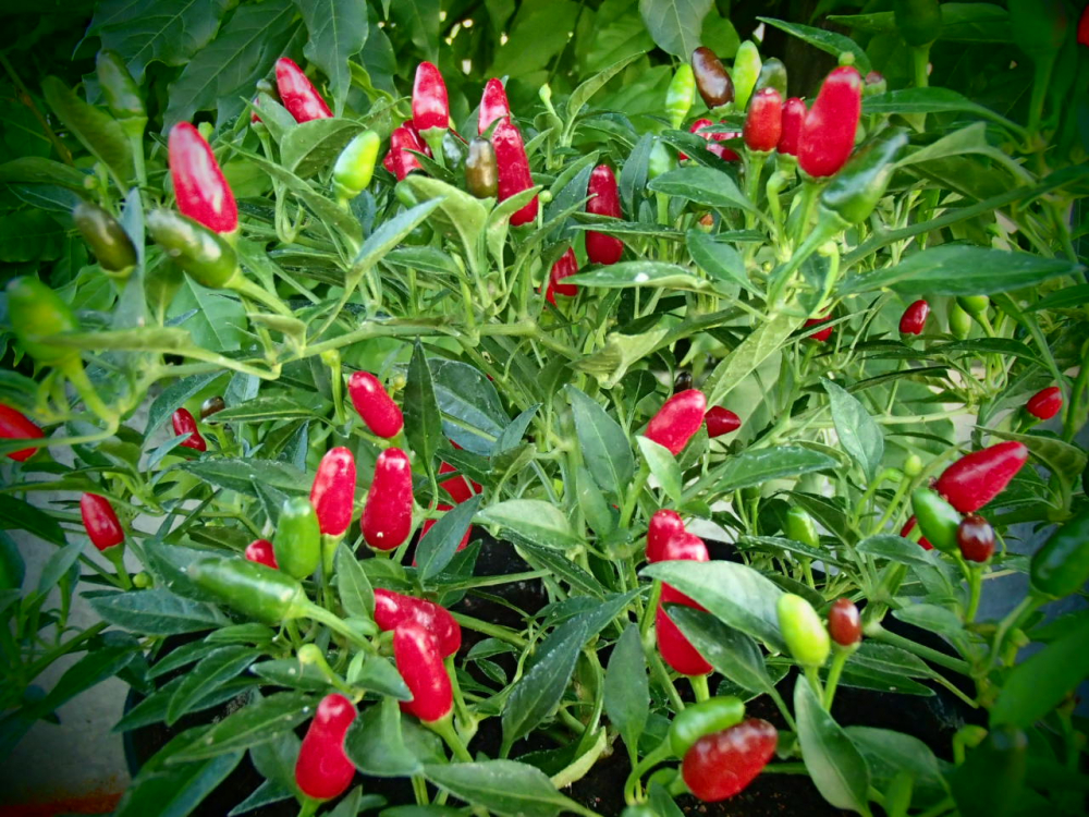 P3290 / Thai Hot