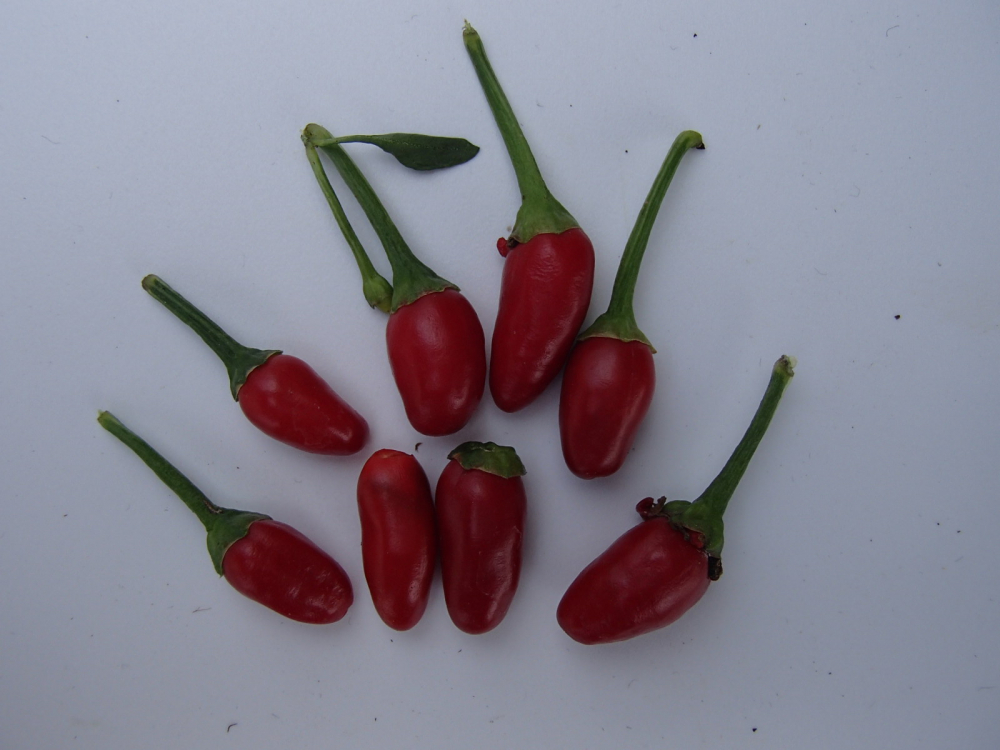 P3290 / Thai Hot
