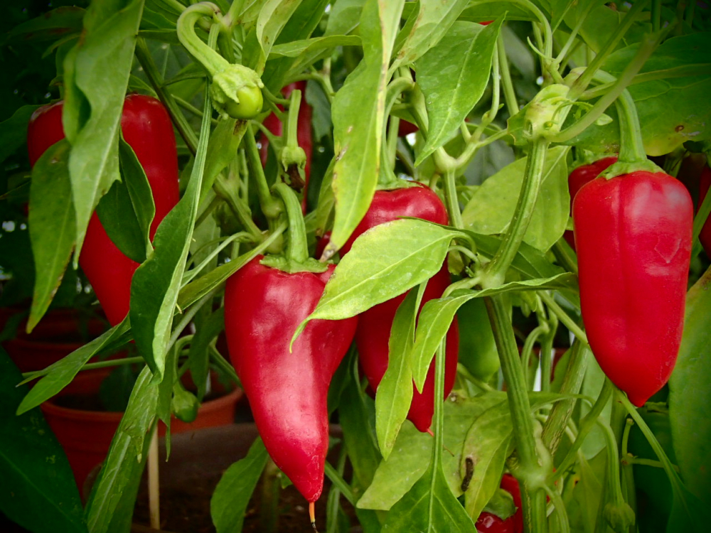 Bild zu Türkischer Gewürzpaprika