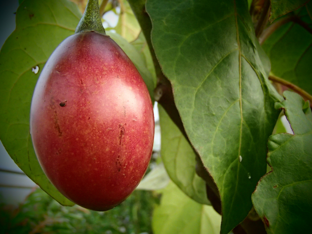 11160 / Cyphomandra betacea