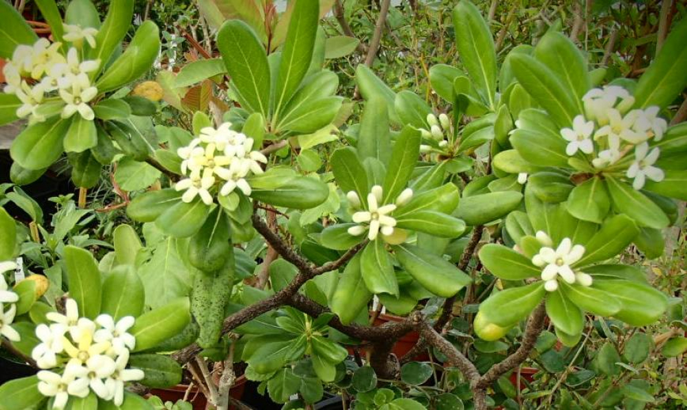21440 / Pittosporum tobira
