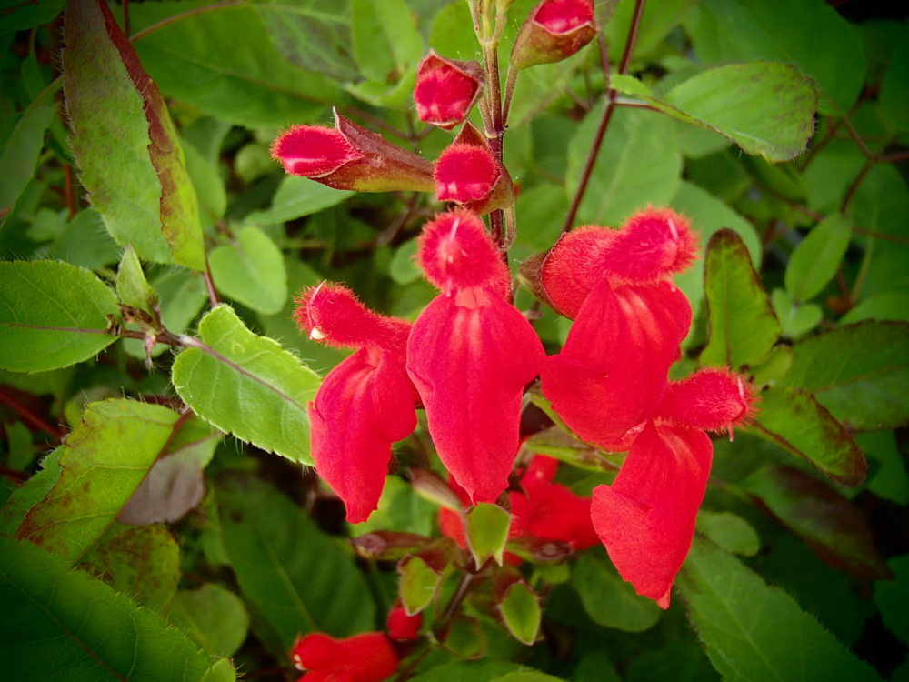 S042-3 / Salvia blepharophylla