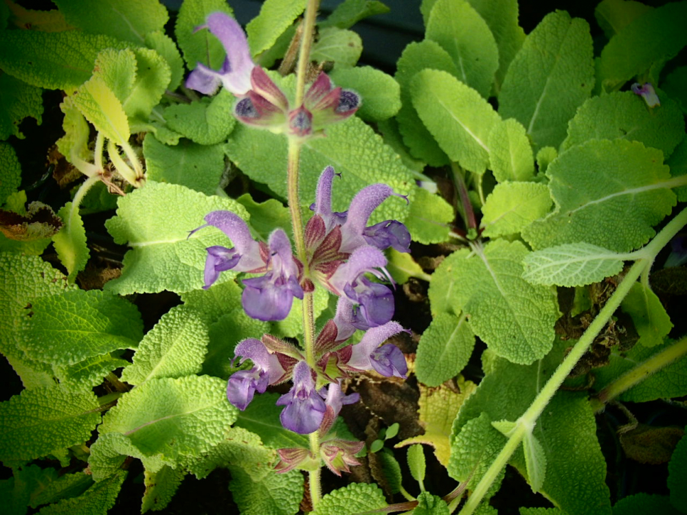 S058-2 / Salvia dumentorum