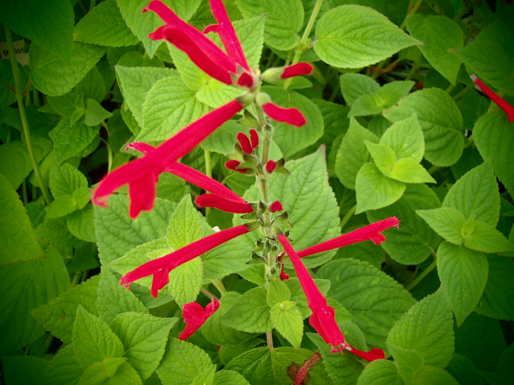 S059 / Salvia elegans 'Honey Melon'