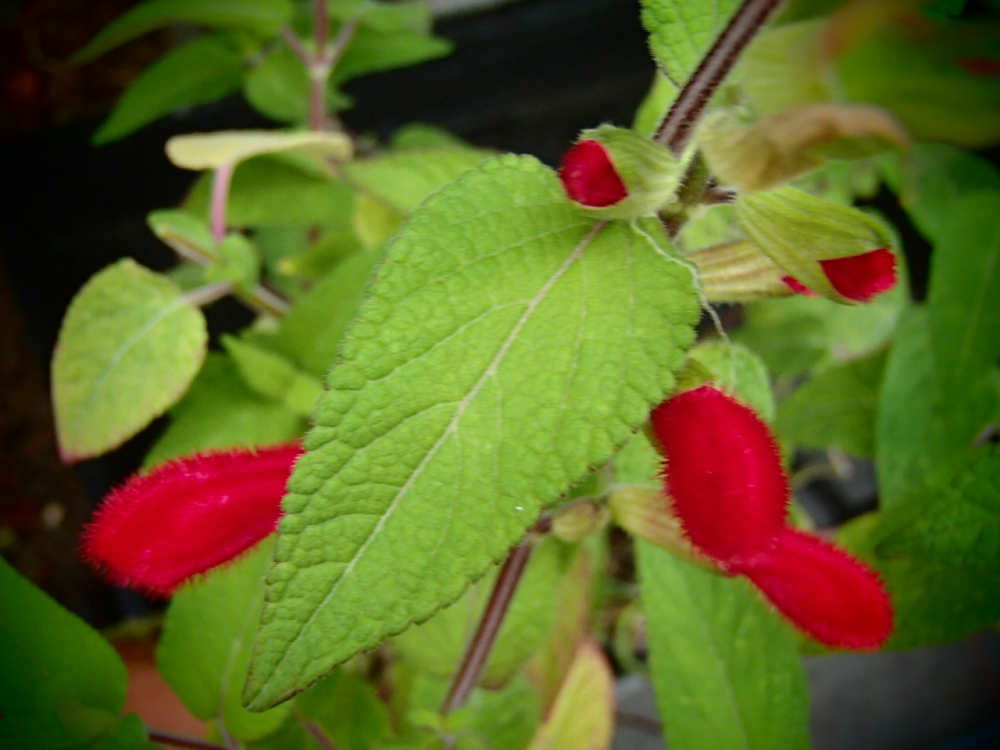 S061-5 / Salvia fulgens 'El Azufe'