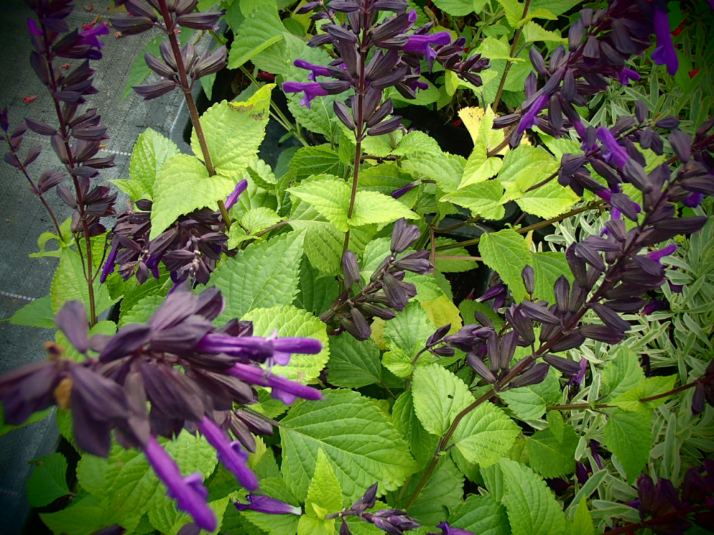 S063 / Salvia glabrescens